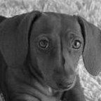 Peanut